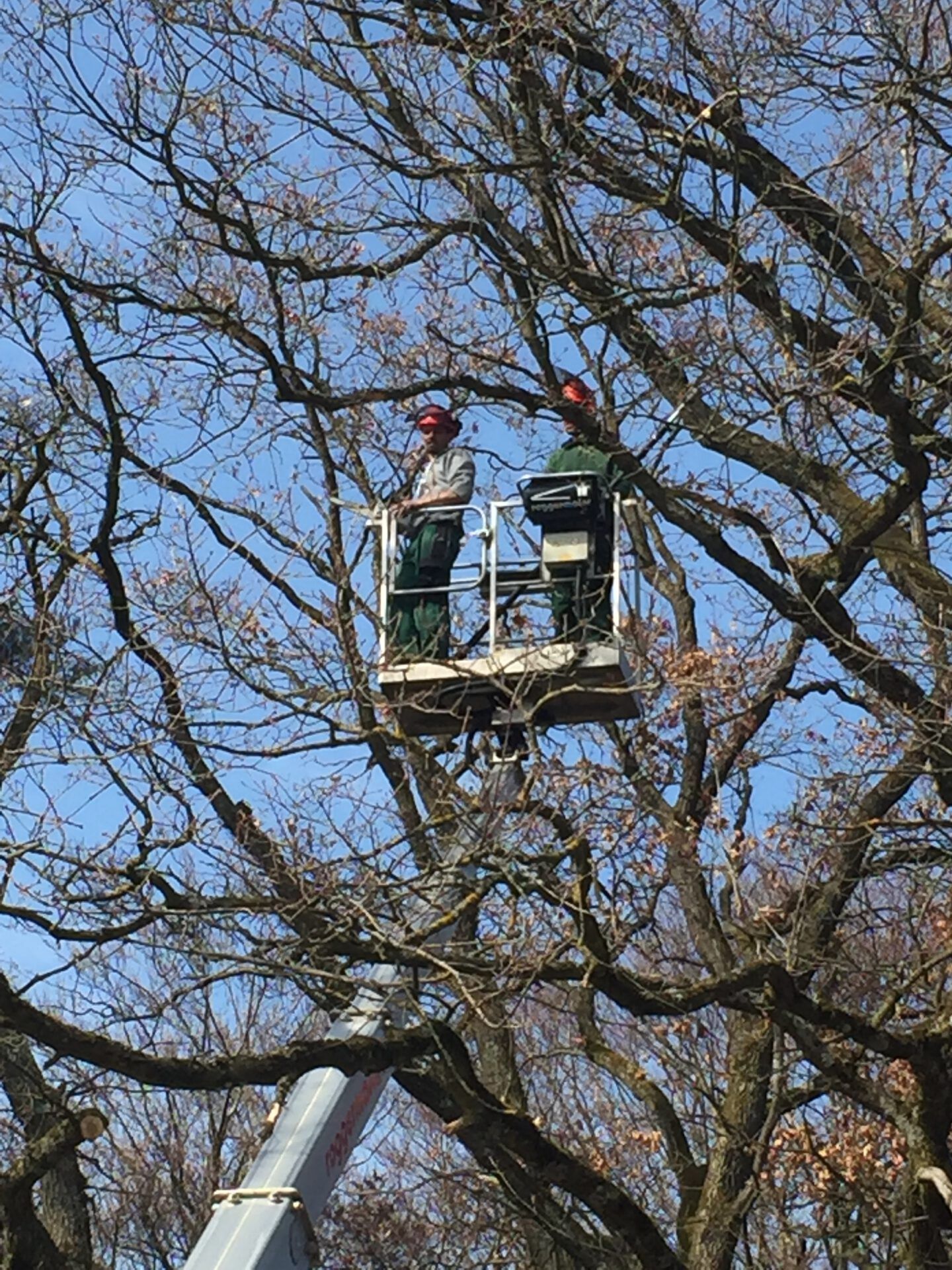 Haus- und Gartenservice Pasalic - Baum- und Astarbeiten Haus- und Gartenservice Pasalic - Baum- und Astarbeiten