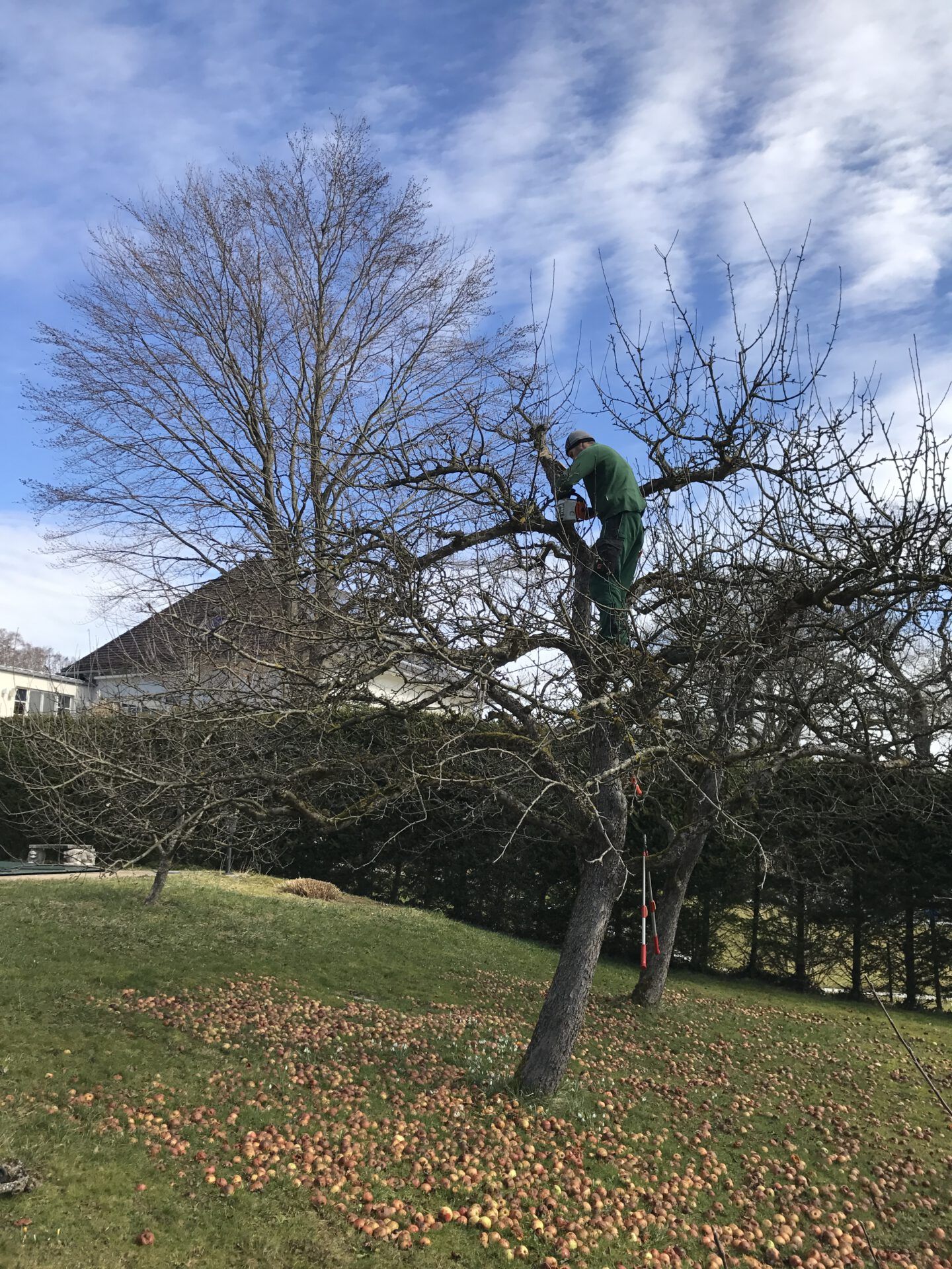 Haus- und Gartenservice Pasalic - Baum- und Astarbeiten Haus- und Gartenservice Pasalic - Baum- und Astarbeiten